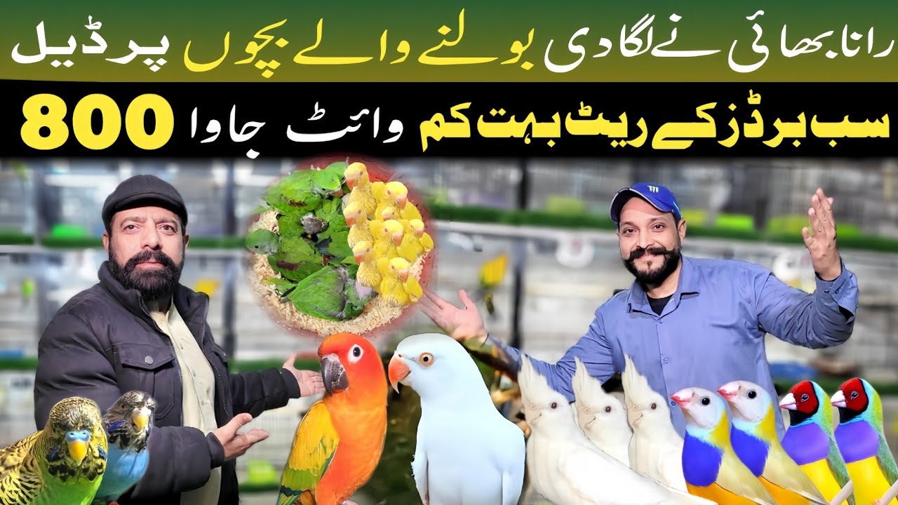 Rana jameel ne laga di sasti deals | bolnay walay totay or bohat kuch