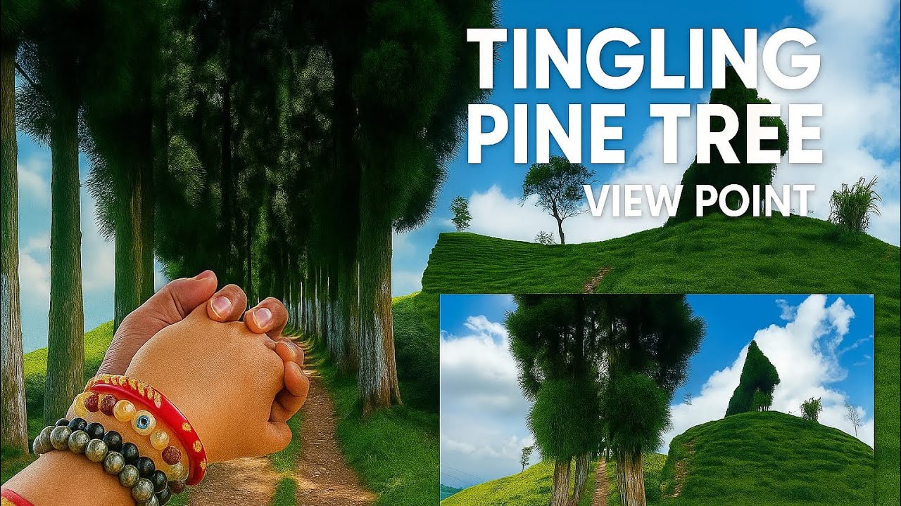 Tingling Pine Tree View Point 🌲🌲|| Scenic and Beautiful location around Mirik || 38 km from Siliguri