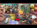 🔴Sin dormir para cazar el animal que esta dañando a mis animales | Limón🍋 y avena🌾 para las gallinas