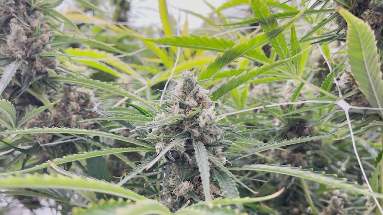 Alabama Medical Cannabis Commission awards 21 licenses as industry rolls out