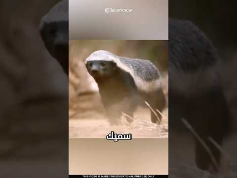 ما سر العسل الشجاع 