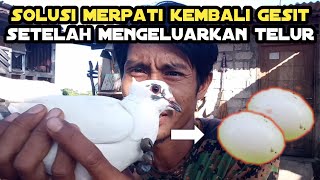 mengatasi merpati malas terbang setelah bertelur_cara agar merpati terbang tinggi_merpati lombok