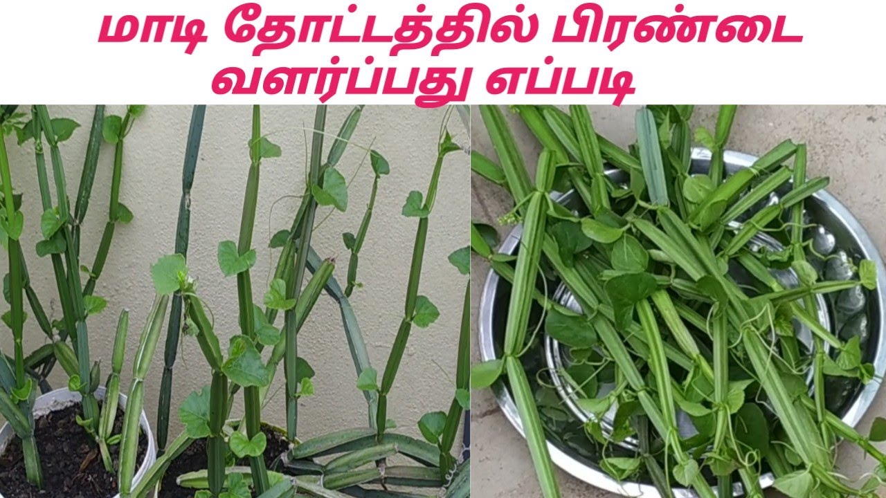 மாடி தோட்டத்தில் பிரண்டை வளர்ப்பது எப்படி || How To Grow Pirandai In Terrace Garden