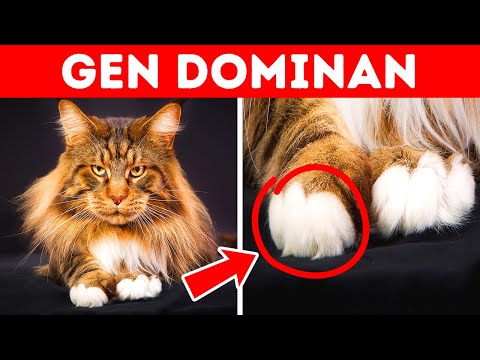 Video: 32 Paw-beberapa Fakta tentang Kucing