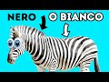 Le zebre sono bianche o nere e altre curiosità sugli animali che vi siete sempre chiesti