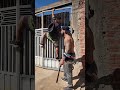 LADRAO PULOU MURO DA CASA