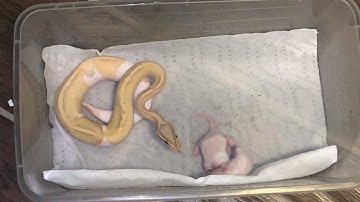 Banana 🍌 pastel pied ball Python live feeding 🐍🐍👇👇👇🐀