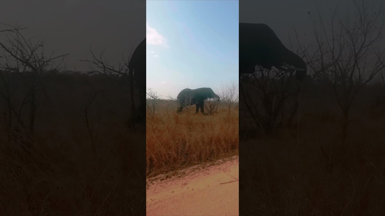 Oupoot foraging off dead vegatation