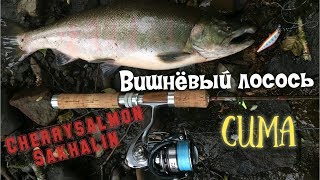 Вишнёвый лосось! Сима в июле на Сахалине. Cherrysalmon Sakhalin.