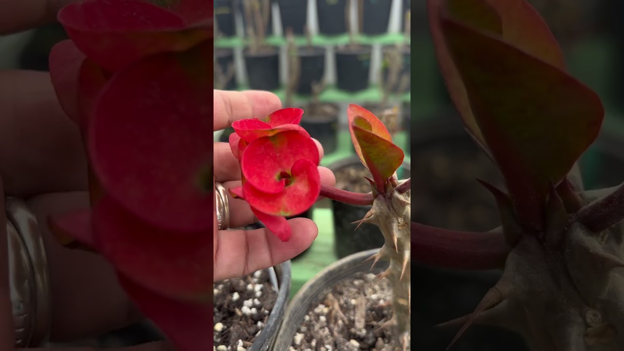 Progreso en coronas dañadas ☺️#plantas #coronadecristo #euphorbiamilii 