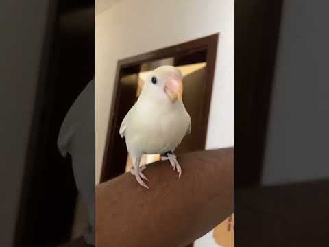 عصريه مع الروز