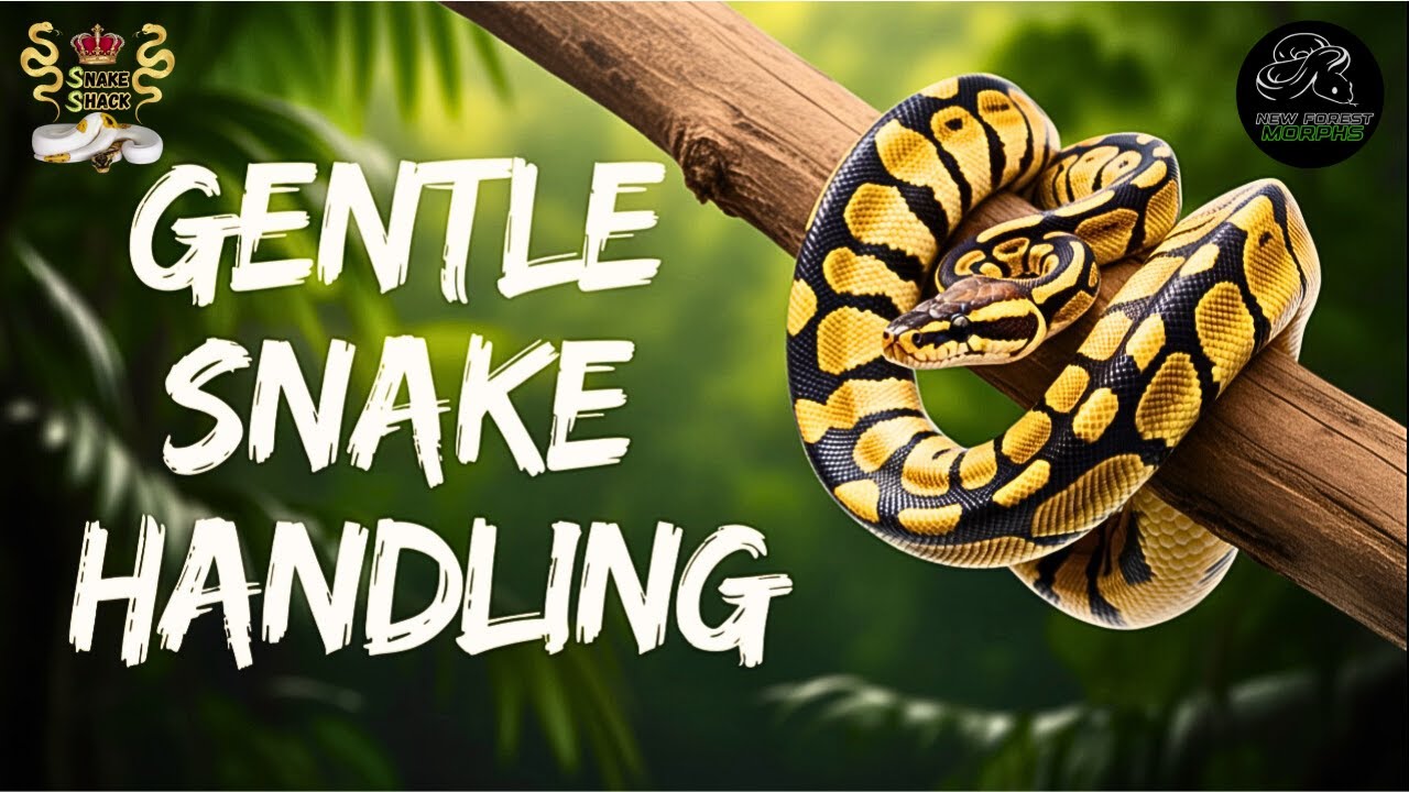 Как обращаться со своей новой змеей? Избегайте этих ошибок.