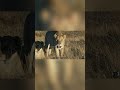 Animals Fight