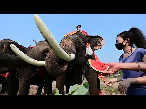 People in Thailand ride elephants to mark National Elephant Day