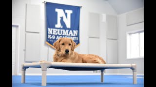 Toonie (Golden Retriever) Puppy Camp Dog Training Video Demonstration by Neuman K-9 Academy, Inc. 87 views 1 month ago 8 minutes, 16 seconds