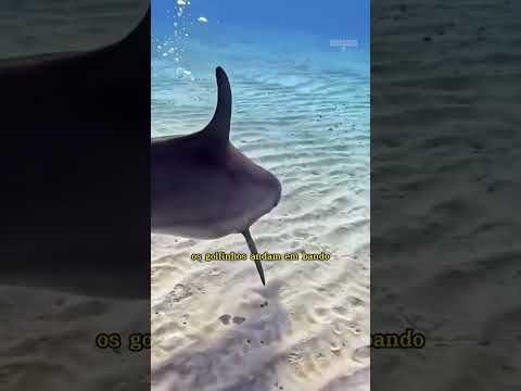 Vídeo: Como se chama um filhote de golfinho?