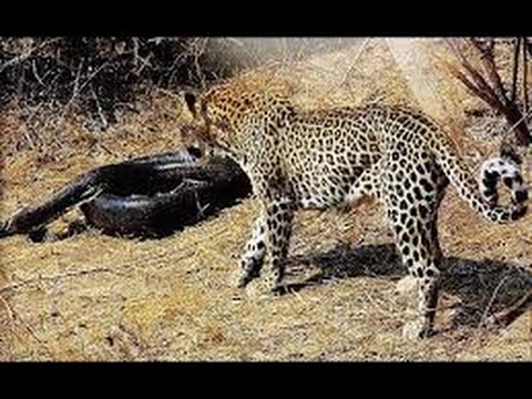 LEOPARD VS PYTHON - YouTube