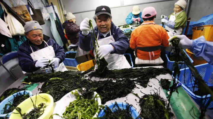 How roasted Seaweed Snacks are made | Industrial process