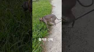 즐거운 산책 #이탈리안그레이하운드