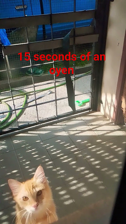 fifteen seconds of an oyen