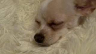 На кроватке #5 С вами чихуахуа Боня.🐶🐶🐶🐶 На кроватке #5 С вами чихуахуа Боня.🐶🐶🐶🐶