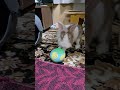 ボール遊びが好きなウサギを見たことがありますか? #うさぎ #かわいい #可愛い #ふわふわ #cute #rabbit #ペット #動物 #fyp #viralvideo #shorts #mofu