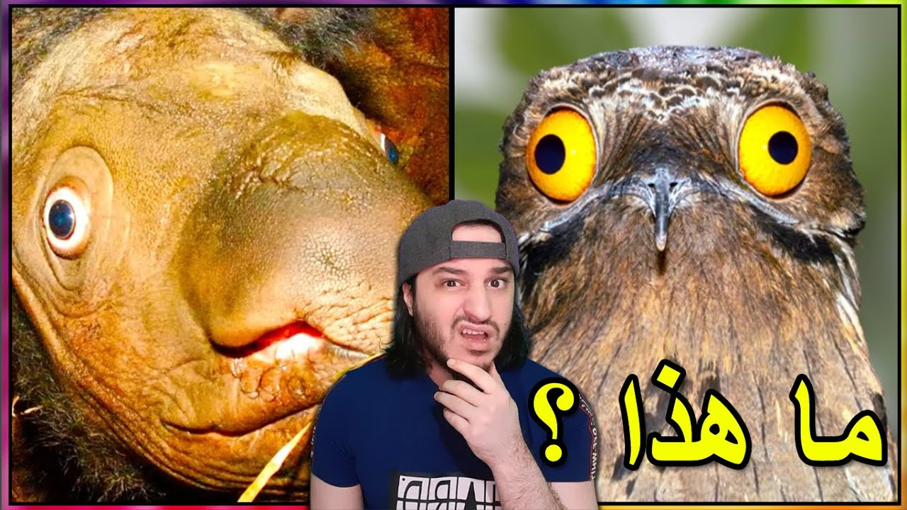 حيوانات نادرة ما شافوهم البشر إلا مرات قليلة 🐨🦧