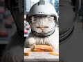 A Persian Cat is Cooking Croque Monsieur
