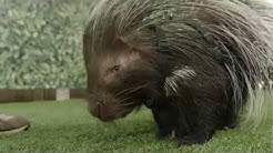 African Crested Porcupine