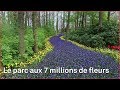 Keukenhof le plus beau parc floral deurope