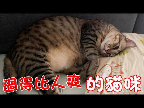 Cat Shorts - The Cats Living Better Than Humans