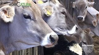 AGRICULTURA VENETA - 12/03/2016 - CRISI DEL LATTE