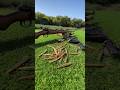 MAUSER Kar98k Review MAUSER Kar98k Review