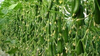Tips For Growing Cucumbers