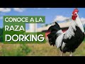 Gallina Dorking 🐔 Una raza de pollo de color blanco y platead