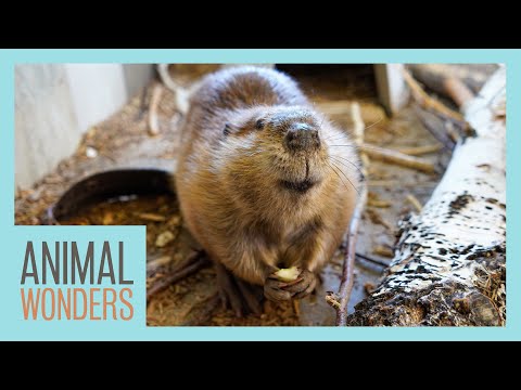 Beaver Feeding Time!