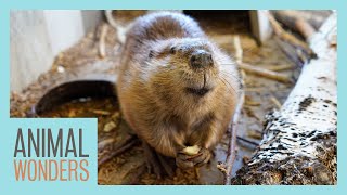 Beaver Feeding Time!