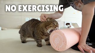 Stop, Human! No Exercising Around Cats! | Kittisaurus Villains by Kittisaurus Villains 495,999 views 2 years ago 6 minutes, 29 seconds