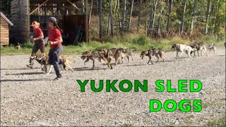 RUN DOGS RUN | A whole lotta barking dogs by Animals All The Time 383 views 8 months ago 3 minutes, 30 seconds