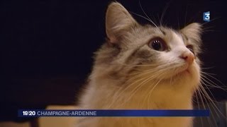 Le Darwin, bar à chats à Troyes