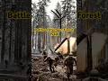 Inside the Hürtgen Forest Meat Grinder | U.S. Bazooka Ambush on German Armor #shorts#wwii#tactics