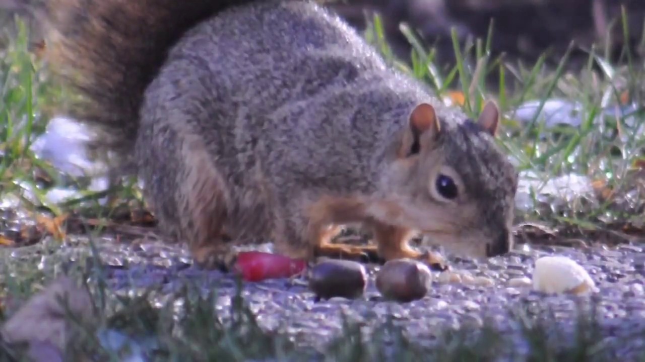 Squirrel Foraging - Research - YouTube