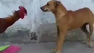 Cock vs dog fight