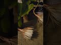 Bramhakamal bloomed#shorts#viralshorts