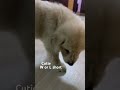 #cutiepie #cutepuppy #cute #fluffy #fluffyfriend