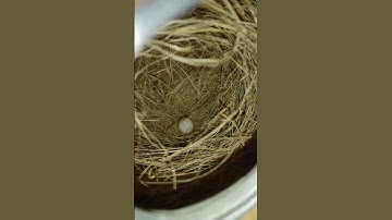 Java Sparrow First Egg | Breeding Season 2024 #youtubeshorts #reels #viral