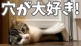 お尻ふりふり！穴にどうしても入りたい子猫
