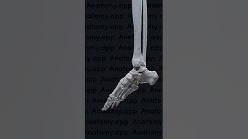 Biomechanics of the foot: dorsiflexion and plantarflexion