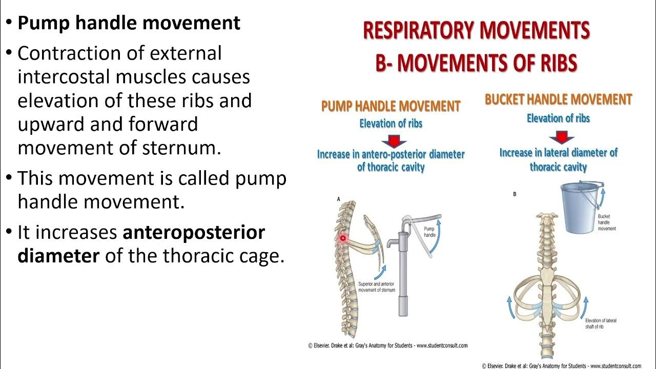 Mechanics of Respiration important question/pump handle and bucket
