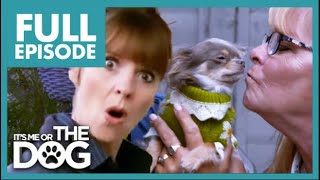 Spoiled Chihuahuas Get Daily Foot Massage! | Full Episode | It's Me Or The Dog